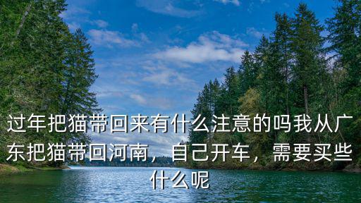 河南買貓怎么買,想在河南買一個標灰的龍貓