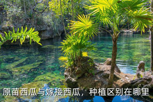 瀘州哪里有西瓜苗賣(mài),原苗西瓜與嫁接西瓜