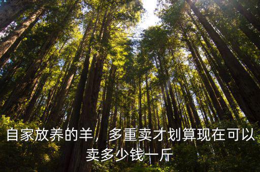 蚌埠現在羊多少錢一斤,現在小母羊多少錢一斤
