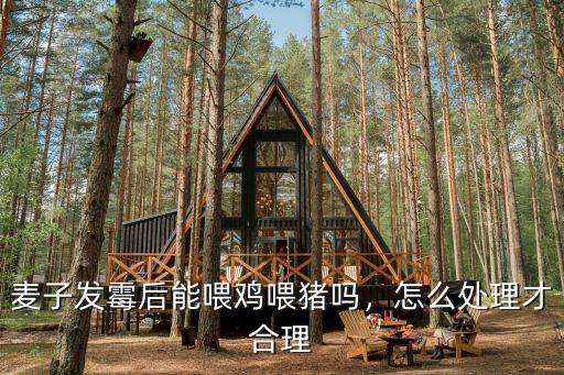 麥子發霉后能喂雞喂豬嗎，怎么處理才合理