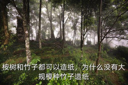 宜賓哪里有收竹子的,竹子哪個品種長的最快