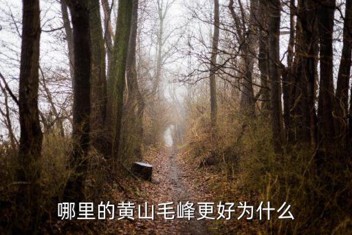 哪里的黃山毛峰更好為什么