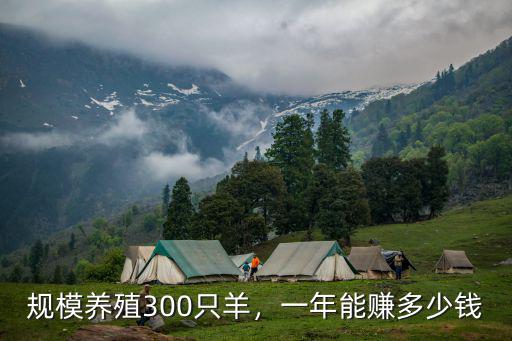 規模養殖300只羊，一年能賺多少錢