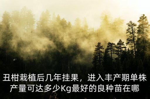 丑柑栽植后幾年掛果，進入豐產期單株產量可達多少Kg最好的良種苗在哪
