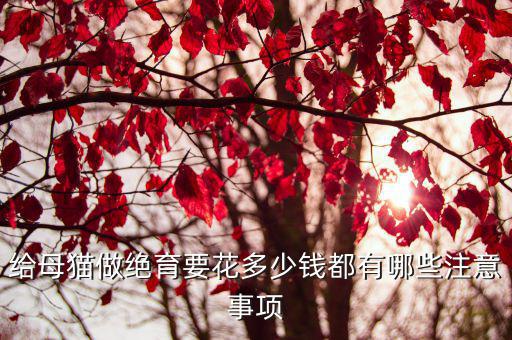 邯鄲公貓做絕育多少錢(qián),公貓絕育多少錢(qián)