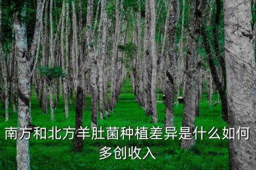 南方和北方羊肚菌種植差異是什么如何多創(chuàng)收入