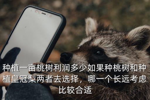 在石家莊種植櫻桃利潤多少,種植一畝桃樹利潤多少