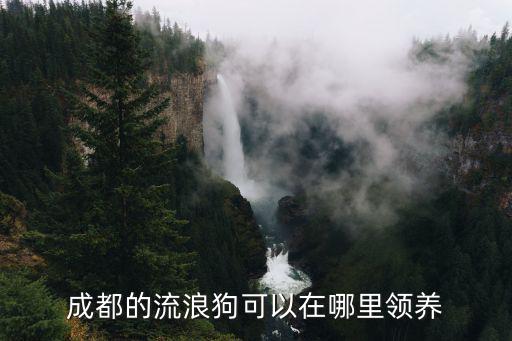 成都哪里可以無償領養茶杯犬,成都哪里可以領養寵物