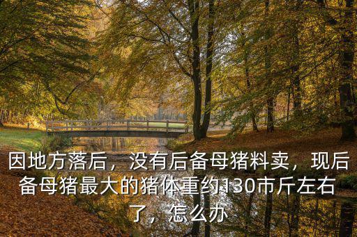 四川省甘洛縣哪里有賣后備母豬,沒有后備母豬料賣