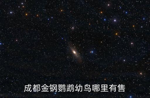 成都買鸚鵡哪里有賣的,成都金鋼鸚鵡幼鳥哪里有售