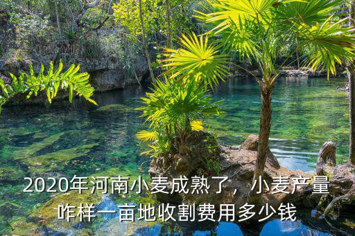 2020年河南小麥成熟了，小麥產量咋樣一畝地收割費用多少錢