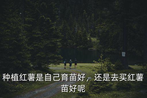 種植紅薯是自己育苗好，還是去買紅薯苗好呢