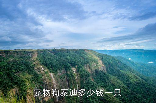 寵物狗泰迪多少錢一只