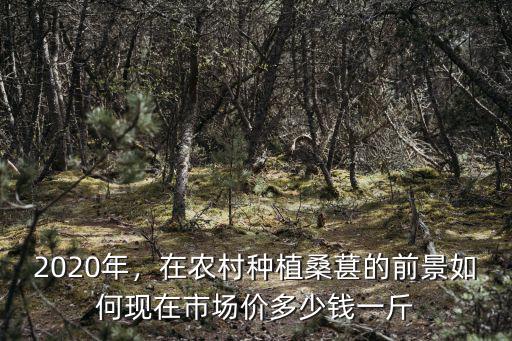 桑葚在宿州多少錢一斤,現在市場價多少錢一斤