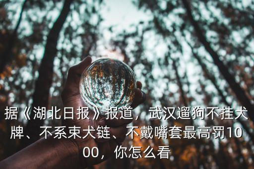 據《湖北日報》報道，武漢遛狗不掛犬牌、不系束犬鏈、不戴嘴套最高罰1000，你怎么看