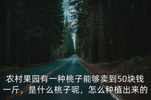 河南桃子價格多少錢一斤,現在的桃子多少錢一斤