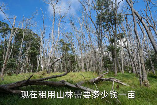 現在租用山林需要多少錢一畝