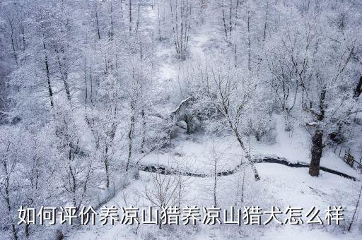 哪里能買到?jīng)錾将C犬,涼山犬這種獵犬哪里有