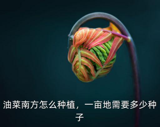 油菜南方怎么種植，一畝地需要多少種子