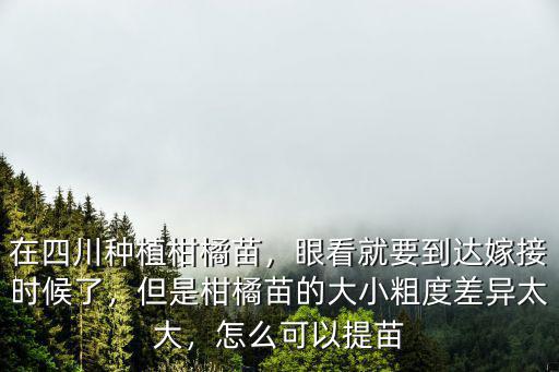 在四川種植柑橘苗，眼看就要到達嫁接時候了，但是柑橘苗的大小粗度差異太大，怎么可以提苗