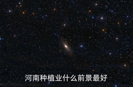 河南油桃現(xiàn)在哪里好,現(xiàn)在哪里的桃行情好