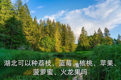 湖北怎么不能種蘋果,湖北可以種荔枝
