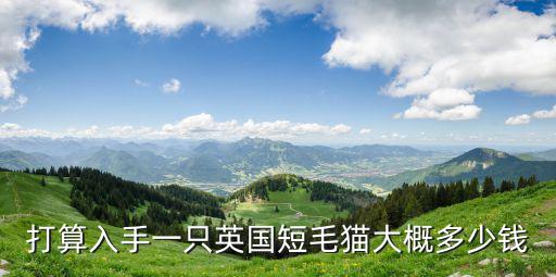 打算入手一只英國短毛貓大概多少錢