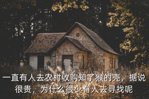 鄭州哪里有收購知了皮的,全國哪里有知了猴
