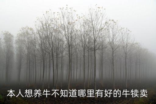 本人想養(yǎng)牛不知道哪里有好的牛犢賣