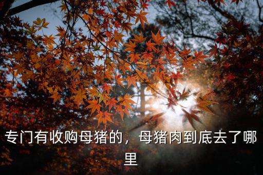 駐馬店懷孕母豬哪里有賣的,專門有收購母豬的