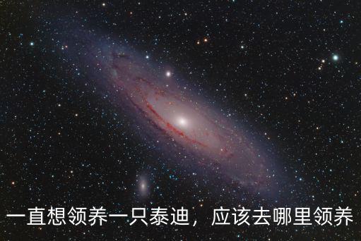 樂山哪里的寵物醫院可以領養狗狗,可以去哪里領養一只狗狗