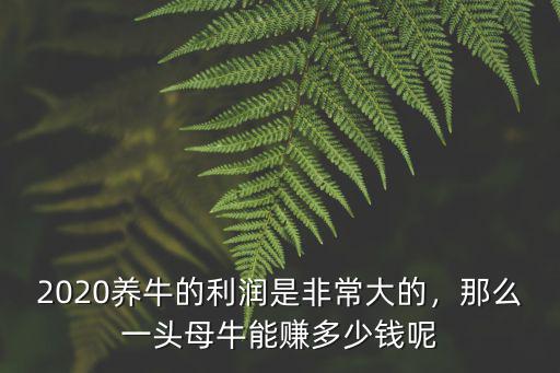 阜陽成牛多少錢一頭,那么一頭母牛能賺多少錢呢