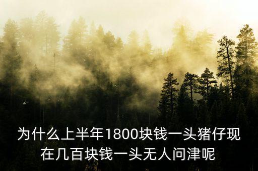 河北小豬多少錢一頭,2019仔豬多少錢一頭