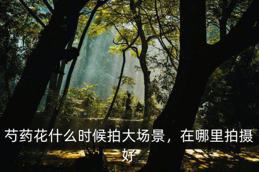芍藥花什么時(shí)候拍大場景，在哪里拍攝好