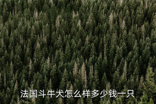 石家莊法牛多少錢一只,法國(guó)斗牛犬大概多少錢一只
