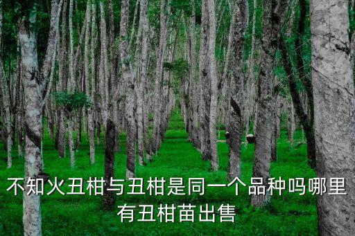 不知火丑柑與丑柑是同一個品種嗎哪里有丑柑苗出售