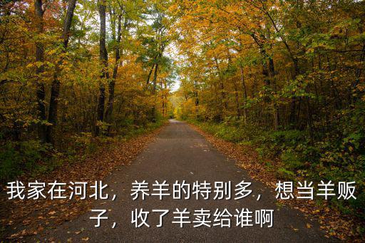 河北保定羊多少錢一只,羊苗多少錢一只