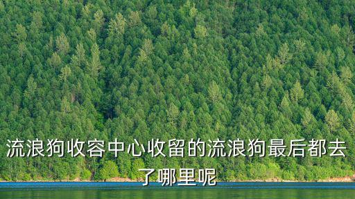 流浪狗收容中心收留的流浪狗最后都去了哪里呢