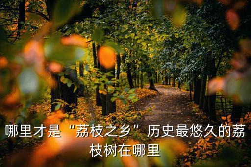 哪里才是“荔枝之鄉(xiāng)”歷史最悠久的荔枝樹在哪里