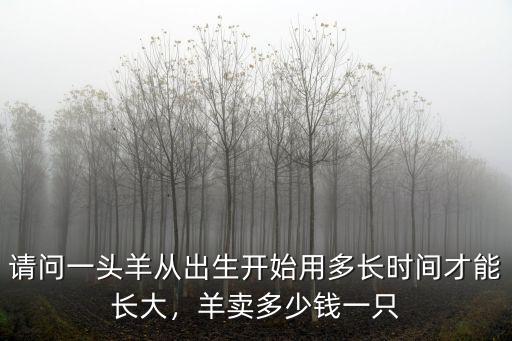 請問一頭羊從出生開始用多長時間才能長大，羊賣多少錢一只