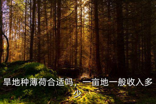 安徽種薄荷一畝地是多少薄荷油,一畝地一般收入多少