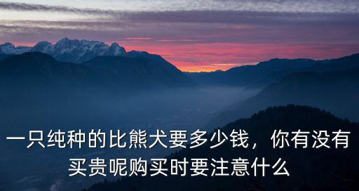 合肥比熊價格多少錢一只,一只純種的比熊犬要多少錢