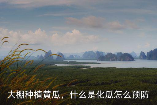大棚種植黃瓜，什么是化瓜怎么預防