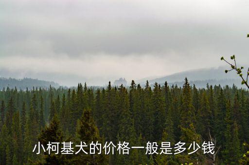 合肥柯基在哪買多少錢,買一只柯基犬需要多少錢