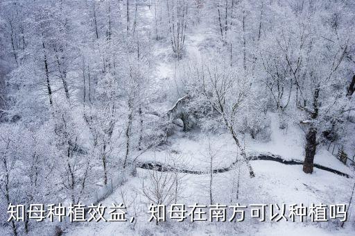 亳州種知母每畝產量多少,知母產量如何