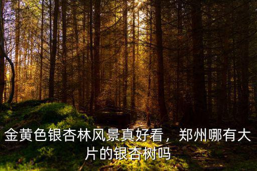在河南的哪里有銀杏樹,為什么河南這方面的介紹很少