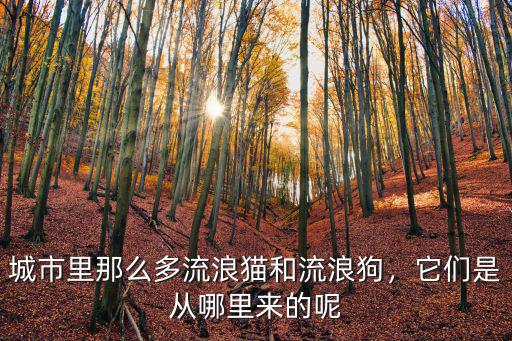 城市里那么多流浪貓和流浪狗，它們是從哪里來的呢