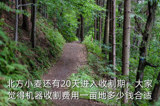 北方小麥還有20天進入收割期，大家覺得機器收割費用一畝地多少錢合適