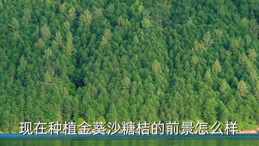 現在種植金葵沙糖桔的前景怎么樣
