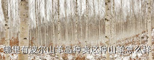 樂山哪里有山羊賣,哪里能買到波兒山羊